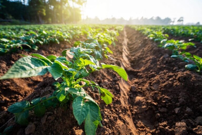 Agricultura
