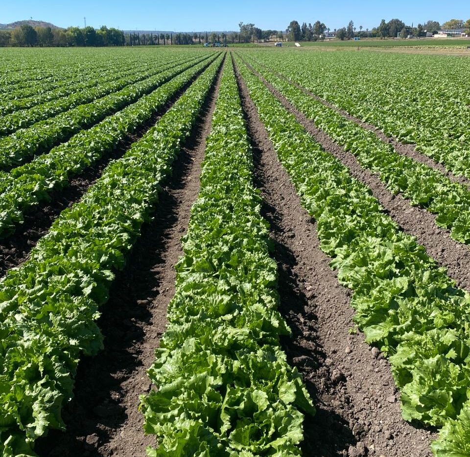 Agrohortalizas El Milagro