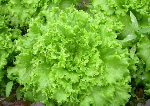 Lechuga Italiana
