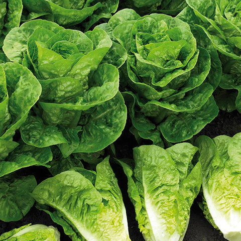 Lechuga Orejona