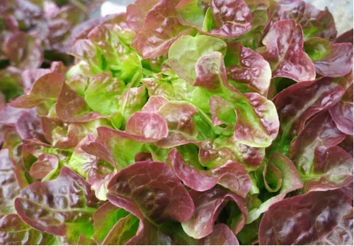 Lechuga Sangría