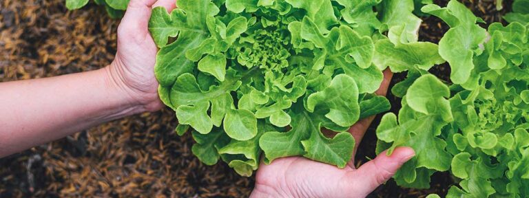 Tipos de lechuga